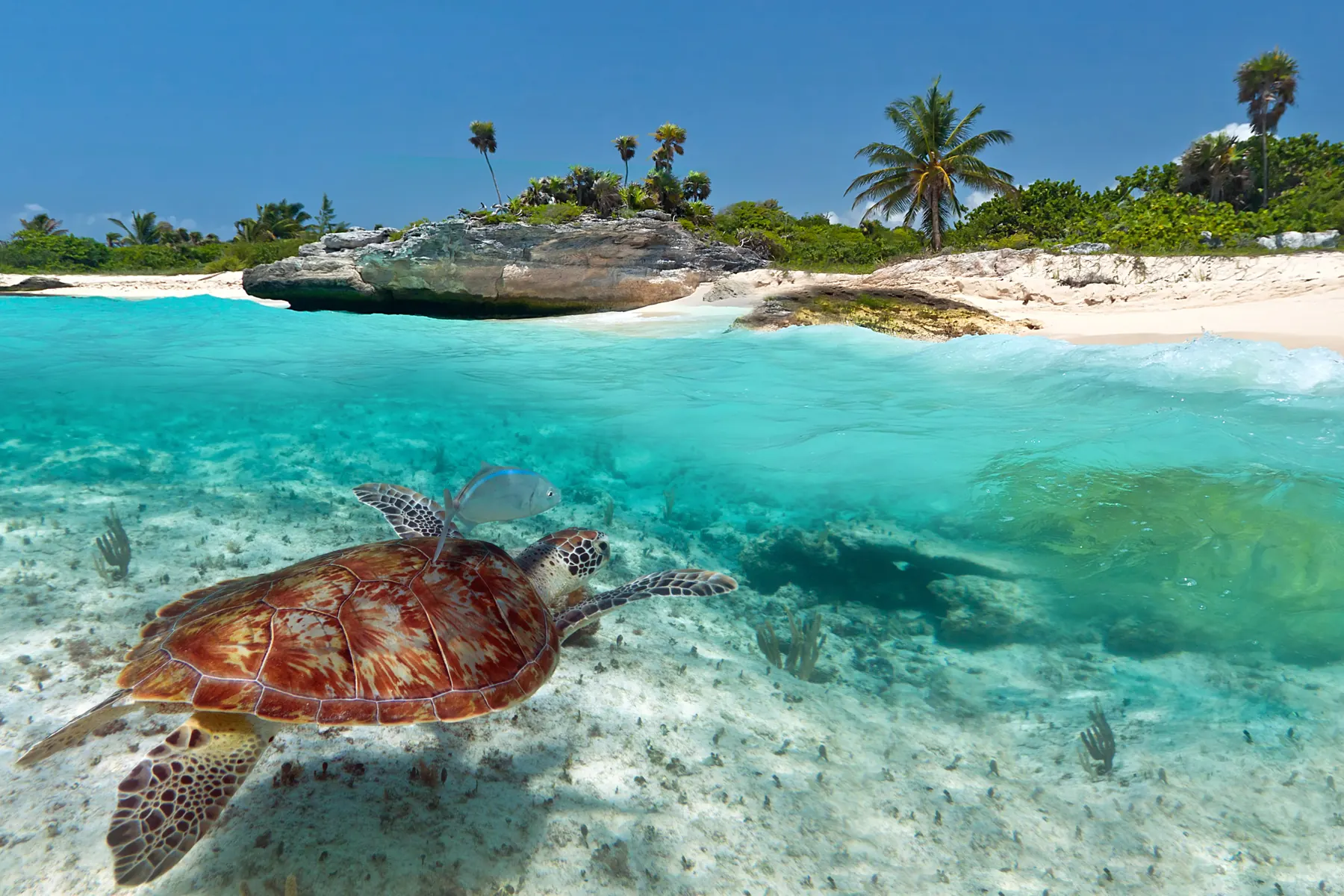A sea turtle swimming over white sand